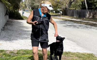 How Shaping Training Helps Canines for Heroes Support PTSD Healing
