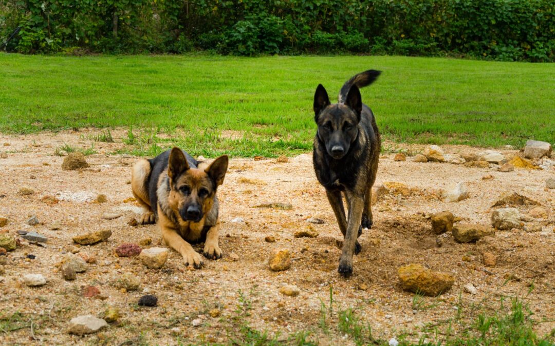 The Power of Dog Training: Building Control and Fun with Our Canine Companions