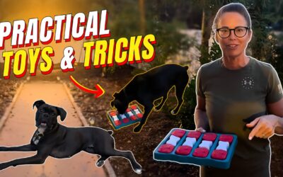 Unlocking Your Dog’s Inner Confidence with Simple Toys and Tricks