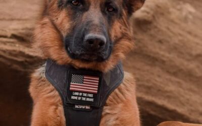 PTSD Service Dogs for First Responders: How Canine Partners Support Emotional Recovery