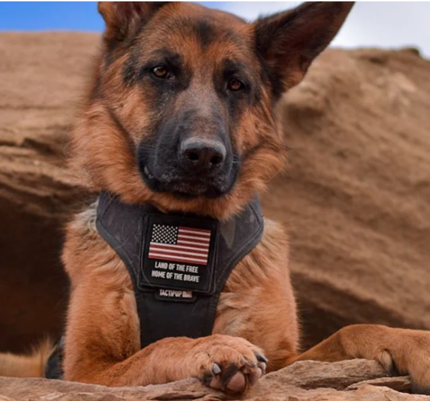 Harness trained PTSD service dog supporting a first responder during emotional grounding and recovery