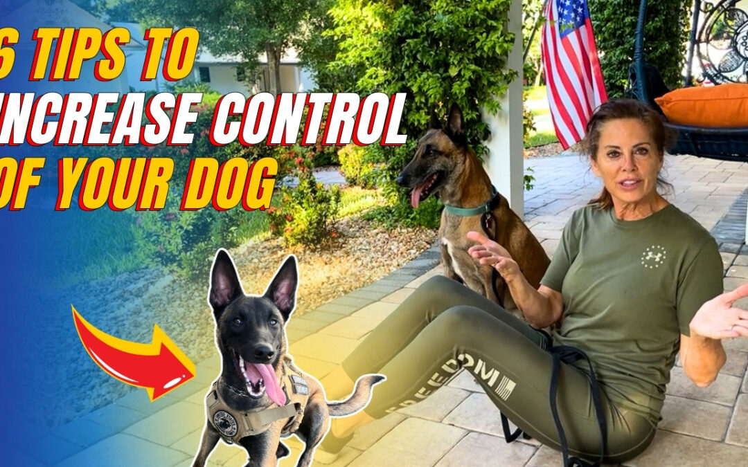 6 Tips To Increase Control of Your Dog