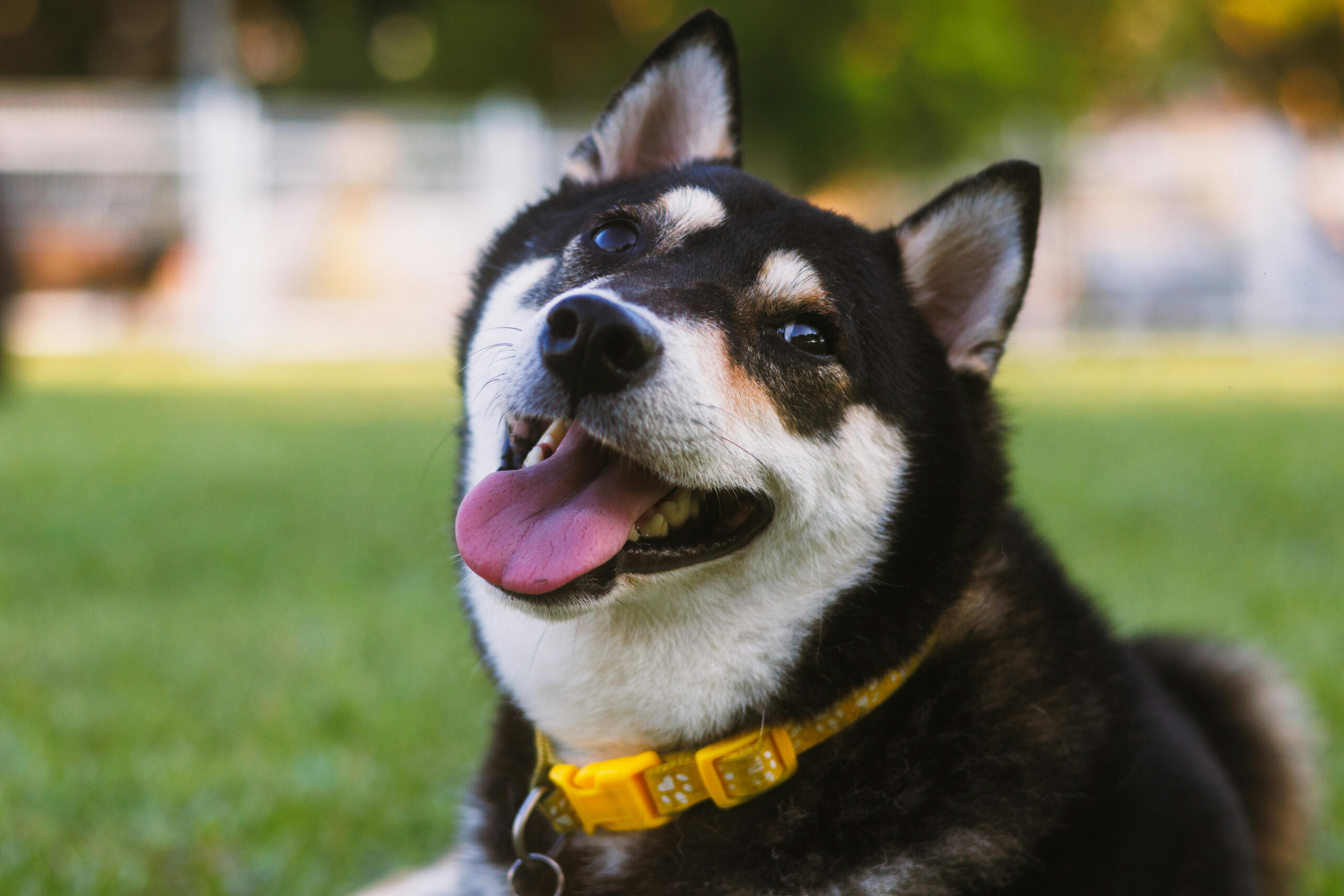 Canva – Happy Shiba Inu Dog Relaxing Outdoors service dog supporting a veteran with PTSD during emotional grounding