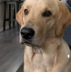 Service Dogs for Veterans in Sarasota | How Bella Helps Mike Heal