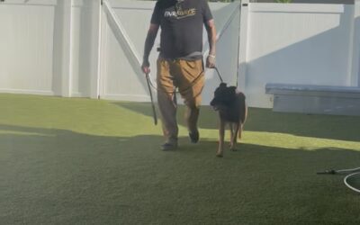 Service Dogs for Veterans in Bradenton FL | Kevin & Brandi Story